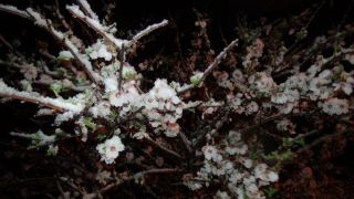 (Özel) Mart’ta çiçek açan kayısıyı Nisan’da kar vurdu